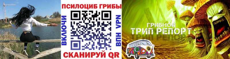 как найти закладки  Завитинск  Псилоцибиновые грибы Psilocybe 